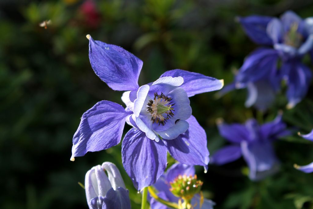 Aquilegia alpina / Aquilegia maggiore